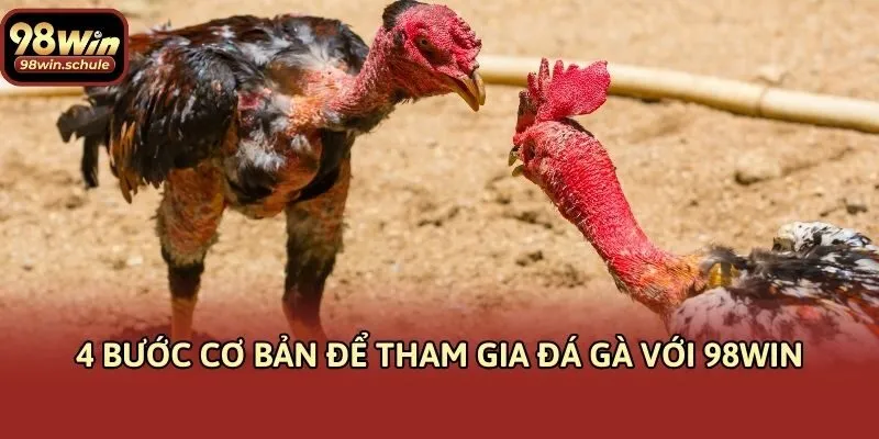 4 bước cơ bản để tham gia đá gà với 98win