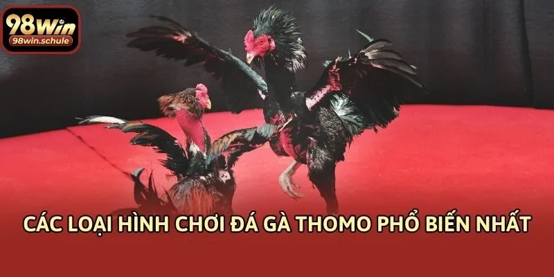 Các loại hình chơi đá gà Thomo phổ biến nhất