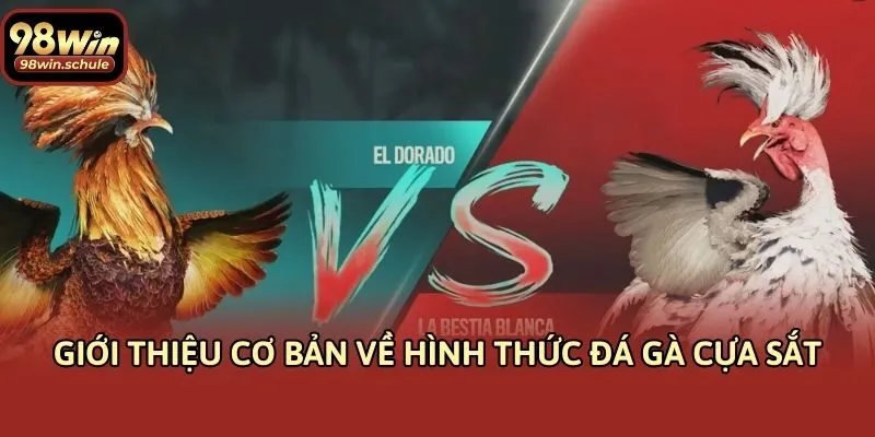Giới thiệu cơ bản về hình thức đá gà cựa sắt